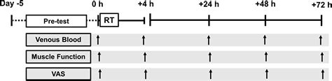 Frontiers Sex Differences In The Temporal Recovery Of Neuromuscular Function Following