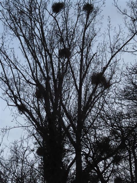 Cambridge Mistletoe Terracotta Buff Flickr