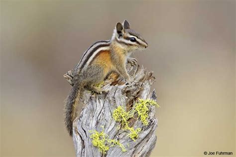 Least Chipmunk – Joe Fuhrman Photography