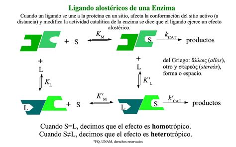 Ligandos alostéricos