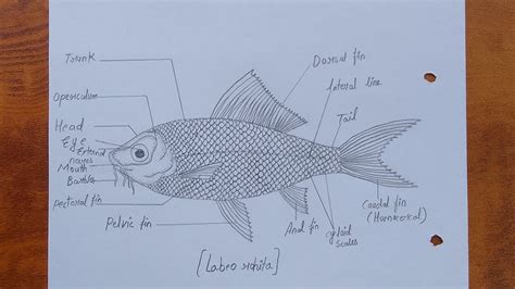 How To Draw Rohu Labeo Rohita Diagram Rohu Fish Diagram Drawing