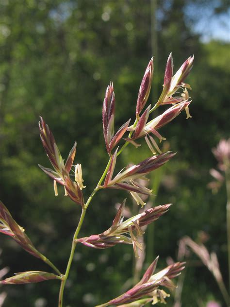 Schedonorus Pratensis Meadow Rye Grass Go Botany