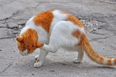 Mi Gato Se Rasca Mucho La Oreja Revistaboletinbiologica Ar