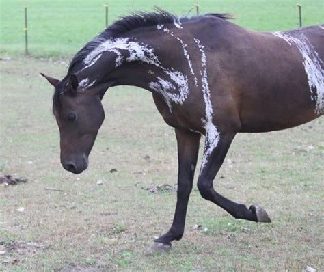 Look At That Color Really Interesting And Beautiful Brindle