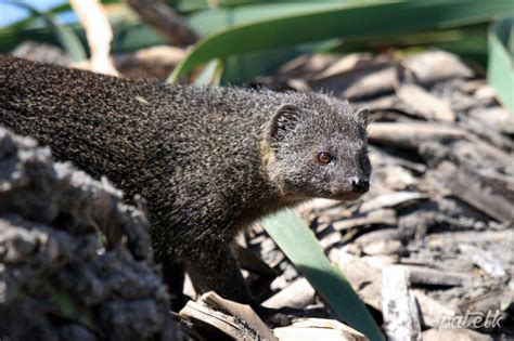 Cape Grey Mongoose Wildlife Den South African And Australian