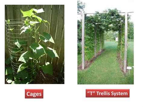 Intercultural Operations In Vegetable Crops Ppt