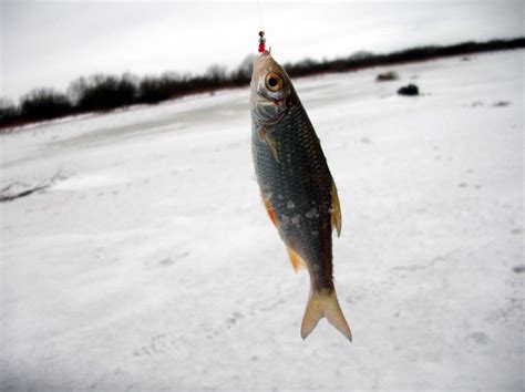 РИБОЛОВ С МЪНИСТО - Страница 5 - Fishing Mania Форум
