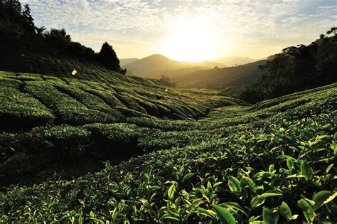 茶园的茶叶图片 茶园中的茶园近处摄影素材 高清图片 摄影照片 寻图免费打包下载