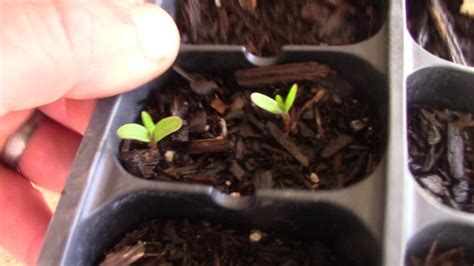 Swamp Milkweed Seedling