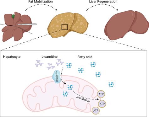 Diagram Of L Carnitine S Mechanism Of Promoting Liver Regeneration In