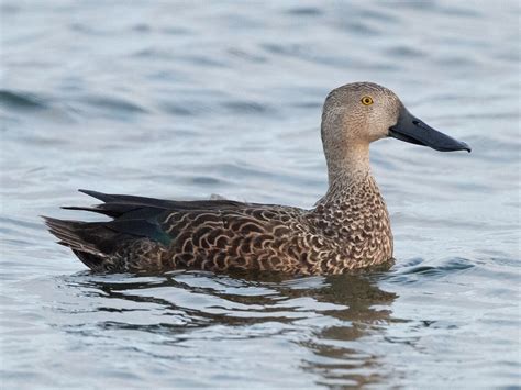 Cape Shoveler Naturerules1 Wiki Fandom