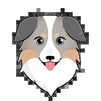 خرید استرالین سیف شپرد ASS فروش Australian Safe Shepherd