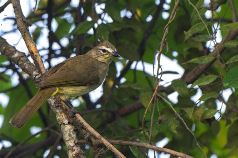 Ml615287567 White Browed Bulbul Macaulay Library