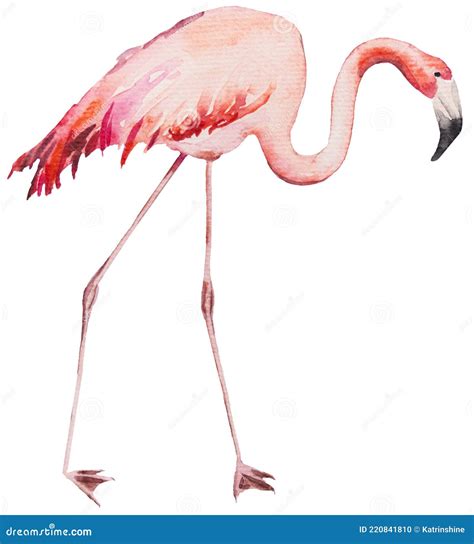 Ilustración Aislada Flamingo Rosa Acuarela Foto de archivo Imagen de