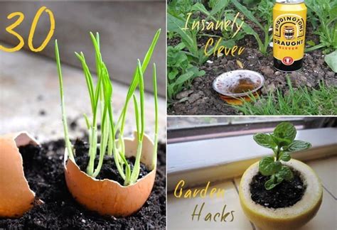 Insanely Clever Gardening Tricks Easy Garden Backyard Garden