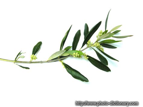 Olive Branch Photopicture Definition At Photo Dictionary Olive