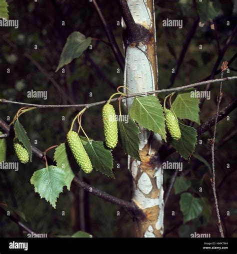 Female Catkins Of A Silver Birch Betula Pendula Betulaceae Stock