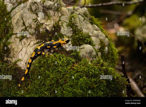 The fire salamander (Salamandra salamandra gigliolii ). A subspecies of ...