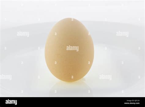 Single Egg Isolated On A White Background Stock Photo Alamy