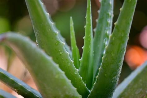 5 Tanaman Obat Yang Bisa Ditanam Di Rumah Ada Daun Sakti