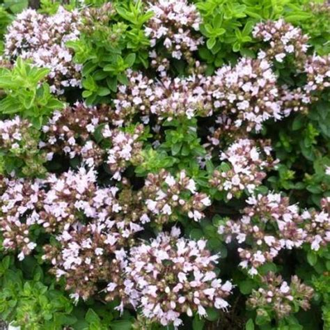 Wilde Marjolein Oregano Origanum Vulgare Compactum Vaste Planten