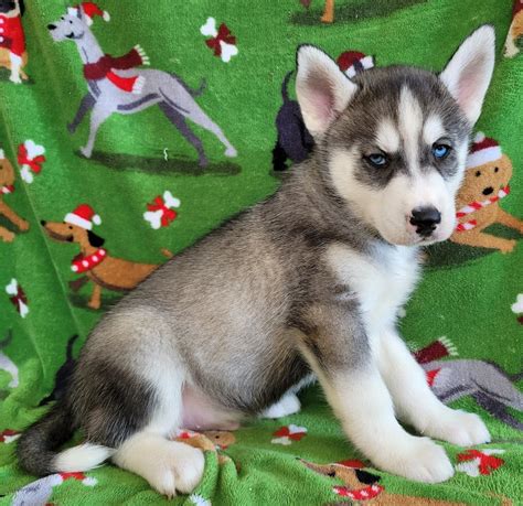 How Much Do Purebred Siberian Husky Puppies Cost