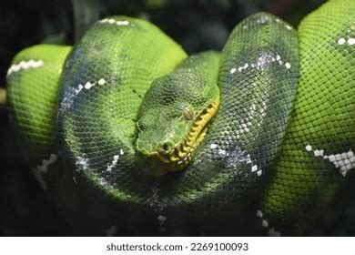 1,740 Snake In Sleeping Images, Stock Photos & Vectors | Shutterstock