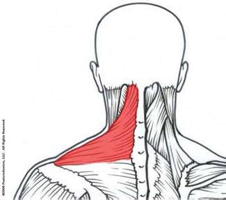 upper trapezius | Core Balance Therapy