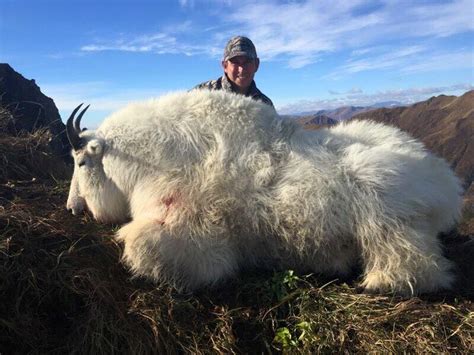 Alaska Mountain Goat Hunting