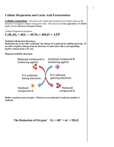 Lactic Acid Fermentation Equation