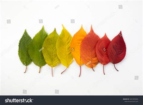 thousand changing leaf colors royalty  images stock