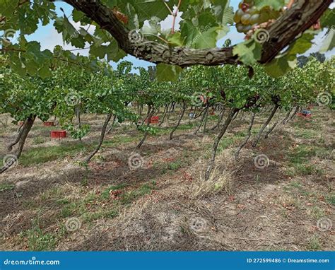 Vineyards and Grape Harvest Stock Photo - Image of fruit, plants: 272599486