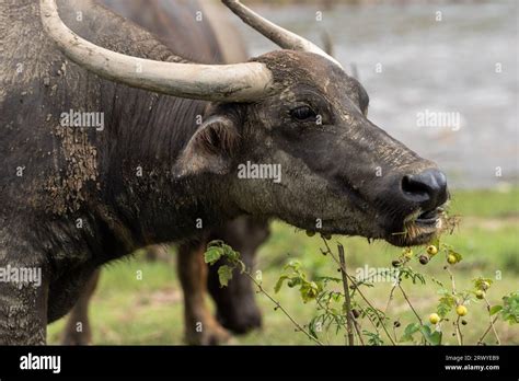 Un Buffle Thaïlandais A Vu Manger De Lherbe Sur Le Terrain Au Elephant Nature Park Un