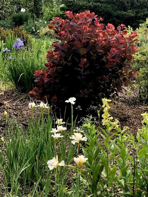 Cotinus Coggygria ‘winecraft Black Dwarf Smokebush Fort Tryon Park