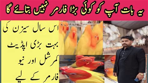 Love Birds Business In Pakistan Love Birds Farming Business In