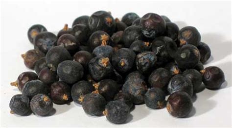 Juniper Berries - Only Foods