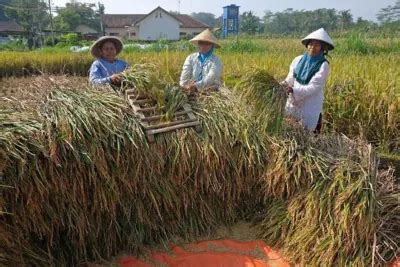 Produksi Padi Di Kalbar Capai 810 416 Ton GKG