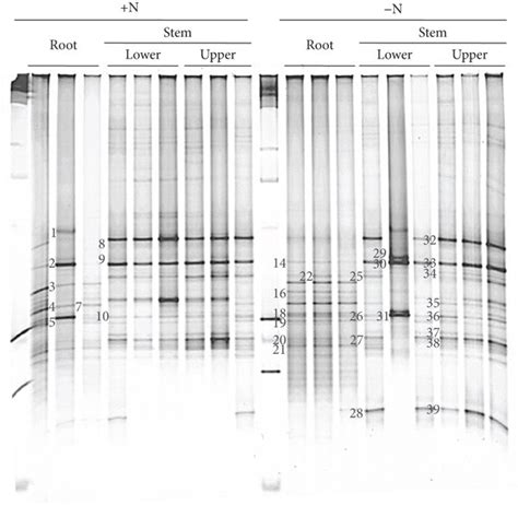 A Denaturing Gradient Gel Electrophoresis Dgge Fingerprints Of 16s