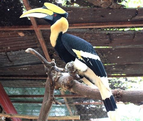 Rhinoceros Hornbill