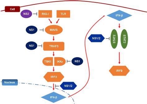 Figure 1 From Regulation Of Host Cell Signaling Pathways By Respiratory