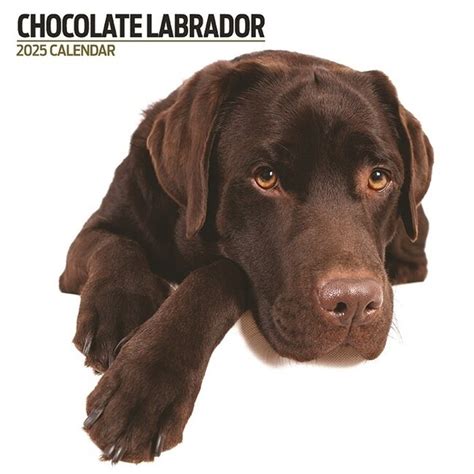 Labrador Retriever Bruin Kalender Kopen Bestel Eenvoudig Online