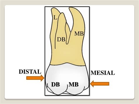 Ppt Morphology Of Permanent Maxillary Molars Powerpoint Presentation Id 9414735