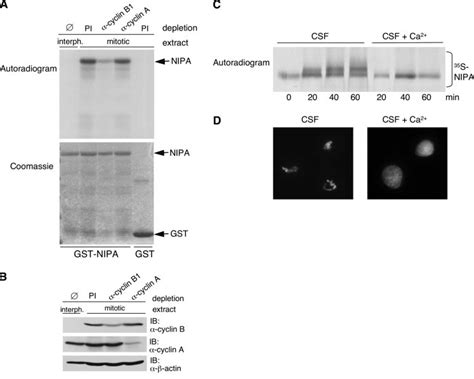 Cyclin B1cdk1 Dependent Phosphorylation Of Nipa By Mitotic And Meiotic