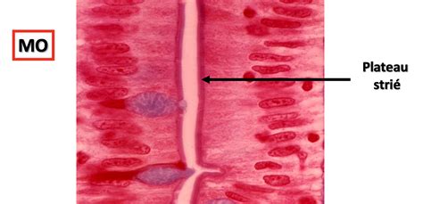 Diff Renciation Ue Histologie Tutorat Associatif Toulousain