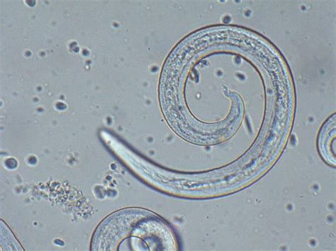 Angiostrongylus Vasorum Scheda Parassitologica Ed Approfondimenti