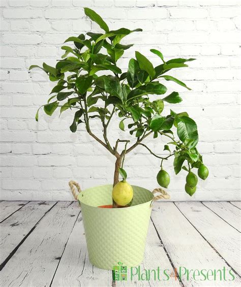 Lemon Trees Fruiting Lemon Tree Plants4presents