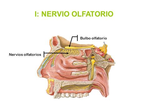 Neurofisiologìa del SN on emaze