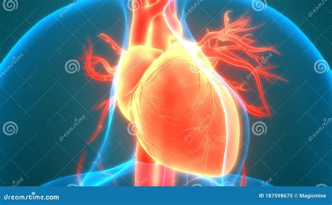 Anatomia Cardiaca Del Sistema Circolatorio Degli Organi Interni Umani