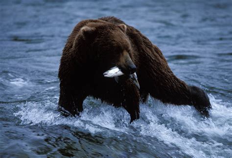 Grizzly Bear Fishing Joel Sartore