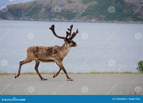 Wild Reindeer Running Scandinavia Royalty Free Stock Image Image